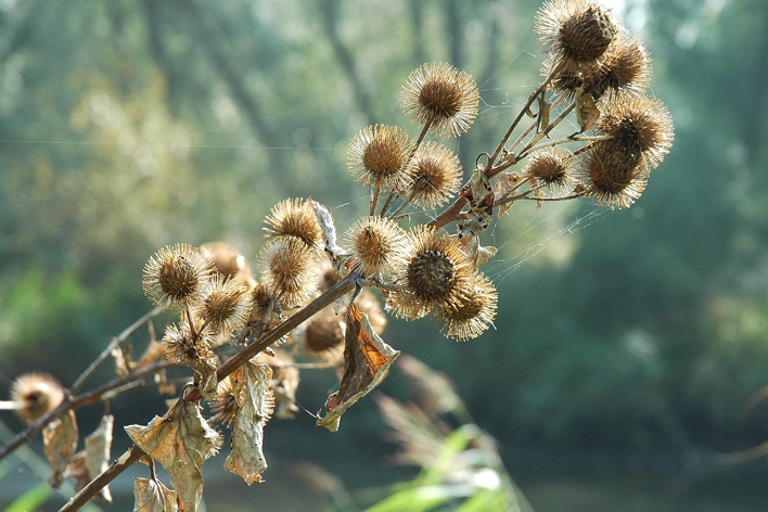 Over wilde planten